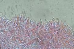 Hohenbuehelia clelandii