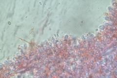 Hohenbuehelia clelandii