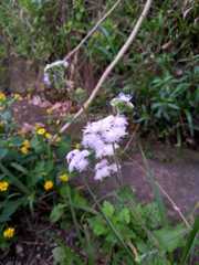 Ageratum houstonianum