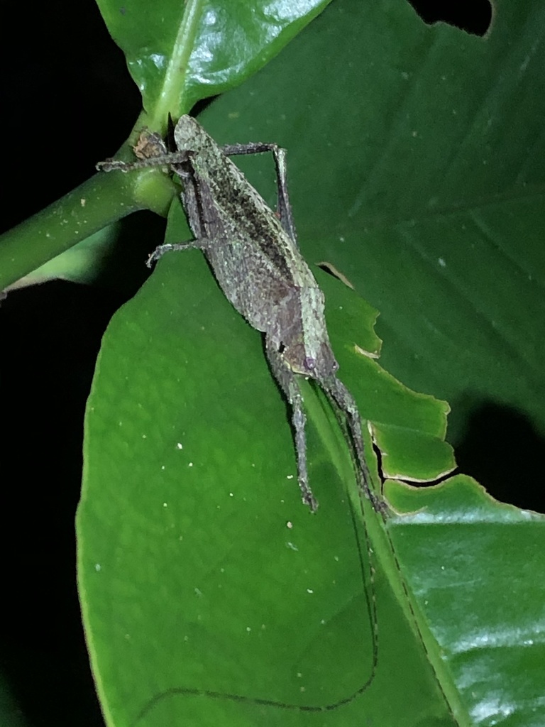 Pedinothorax exiguus