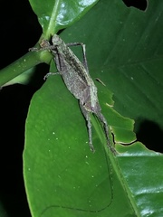 Pedinothorax exiguus