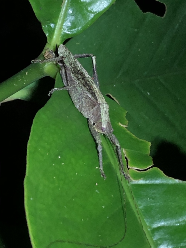 Pedinothorax