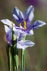 Tigridia longispatha