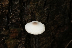 Leucocoprinus ianthinus