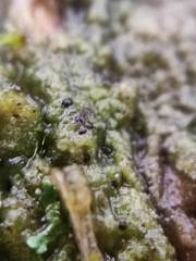 Epigloea bactrospora