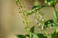Ocimum carnosum