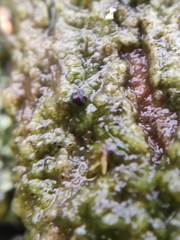 Epigloea bactrospora