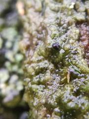 Epigloea bactrospora