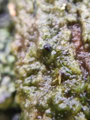 Epigloea bactrospora