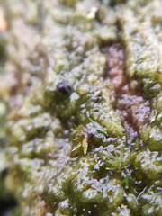 Epigloea bactrospora