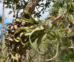 Tillandsia streptophylla