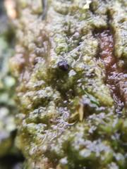 Epigloea bactrospora