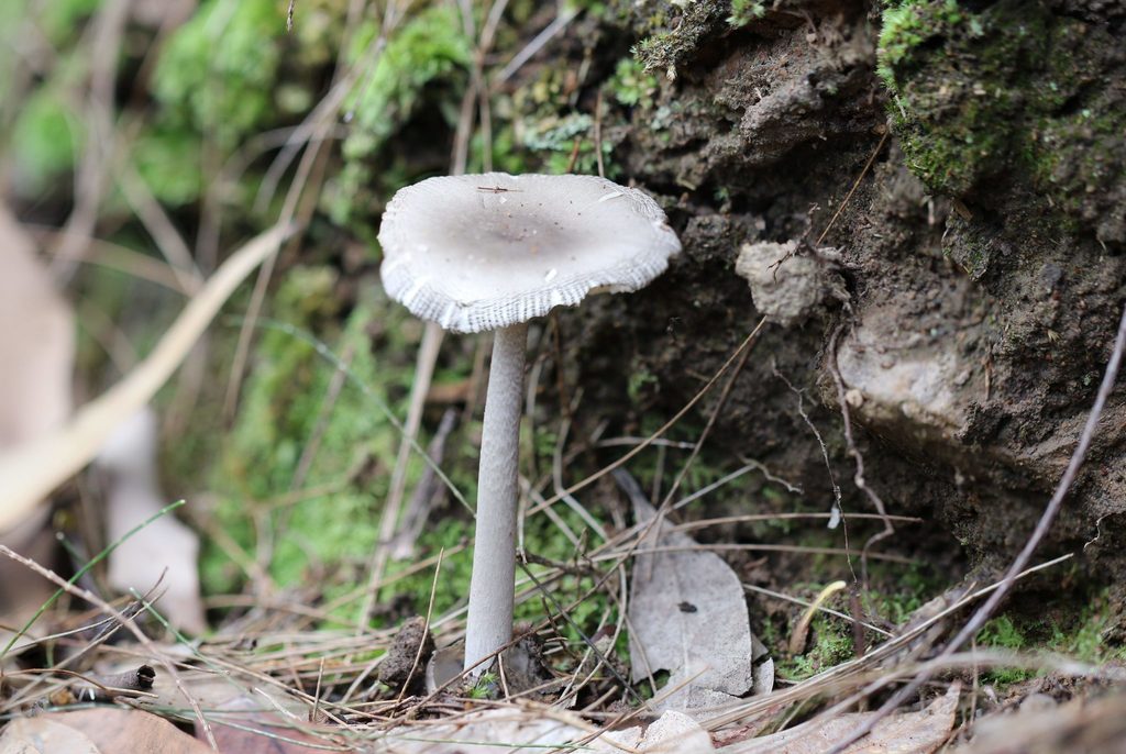 Amanita punctata from Mooney Mooney Creek NSW 2250, Australia on March ...