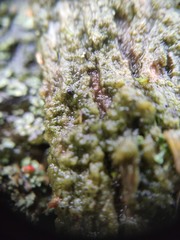 Epigloea bactrospora