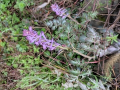 Corydalis sheareri