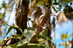 Tillandsia streptophylla