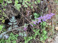 Corydalis sheareri