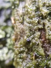 Epigloea bactrospora