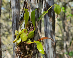 Prosthechea boothiana