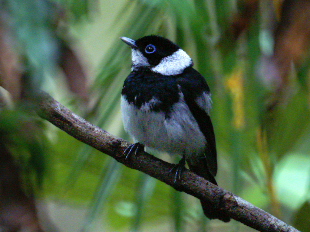 Pied Monarch