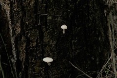 Leucocoprinus ianthinus