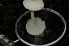 Leucocoprinus ianthinus