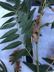 Glycyrrhiza lepidota