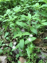 Stellaria corei