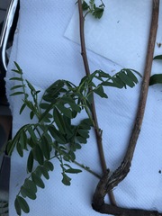 Glycyrrhiza lepidota