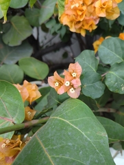 Bougainvillea