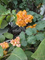 Bougainvillea