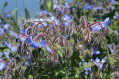 Borago officinalis