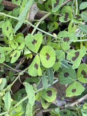 Medicago arabica