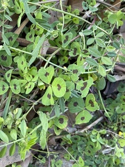 Medicago arabica