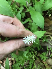 Stellaria corei