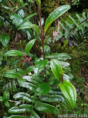 Miconia latifolia