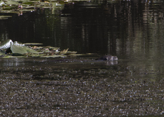 Lontra provocax