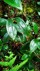 Miconia latifolia