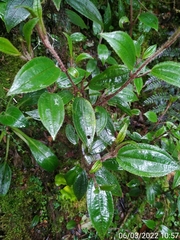 Miconia latifolia