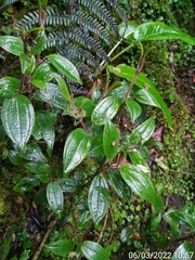 Miconia latifolia