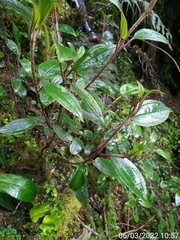 Miconia latifolia