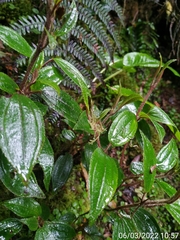 Miconia latifolia