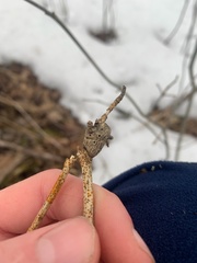 Neolasioptera cornicola