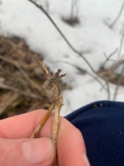 Neolasioptera cornicola