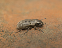 Atrichonotus pacificus