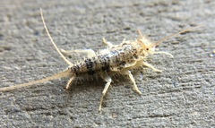 Thermobia domestica