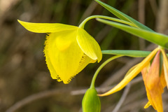 Calochortus pulchellus