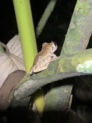 Pristimantis ockendeni