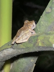 Pristimantis ockendeni