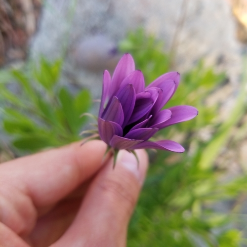 Dimorphotheca ecklonis